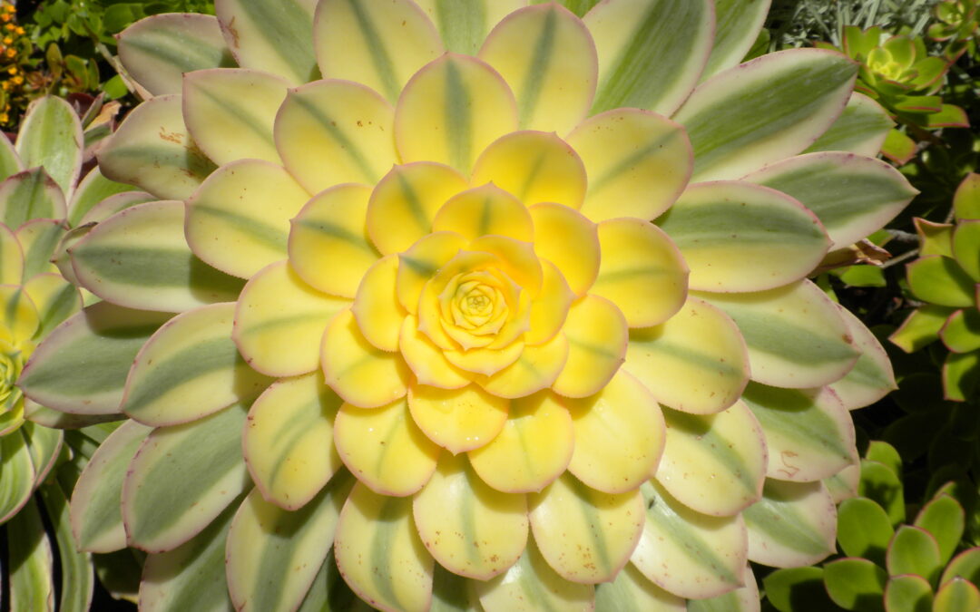 Aeonium Sunburst