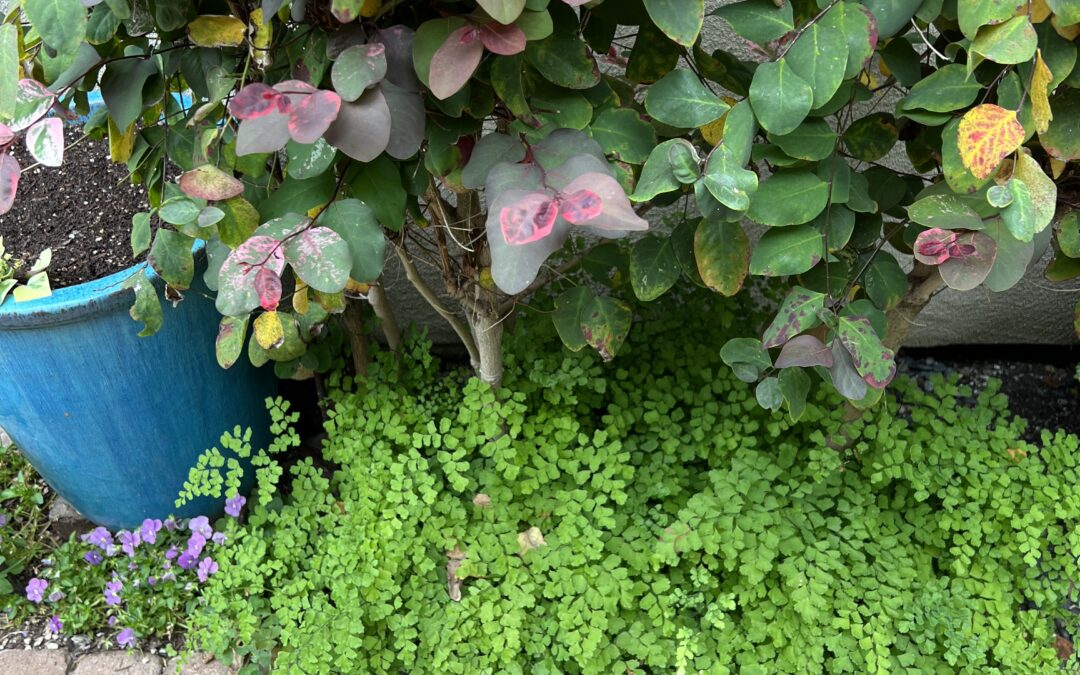 Ferns for a shady garden